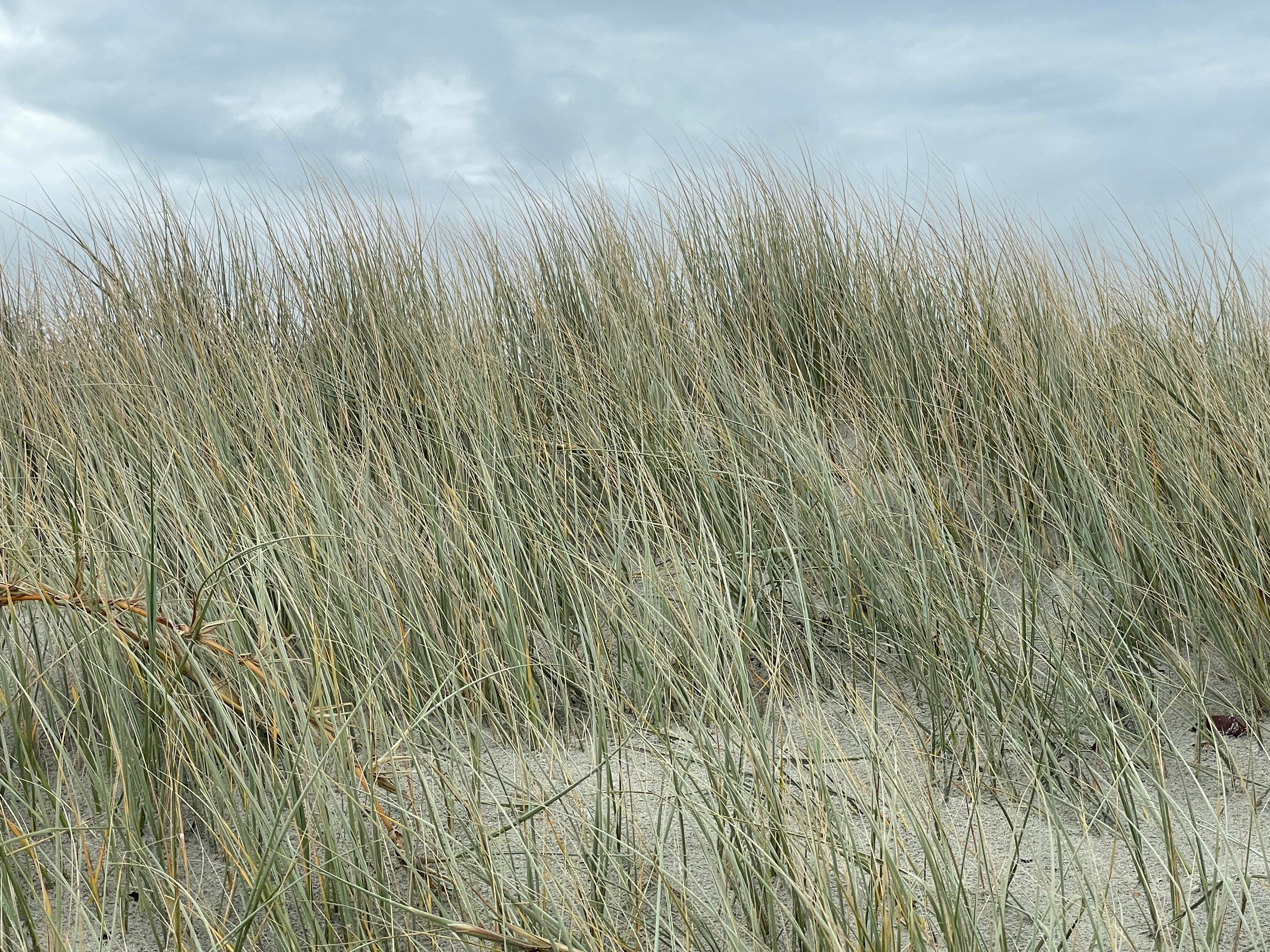 Coastal dune grasses moving across the sand