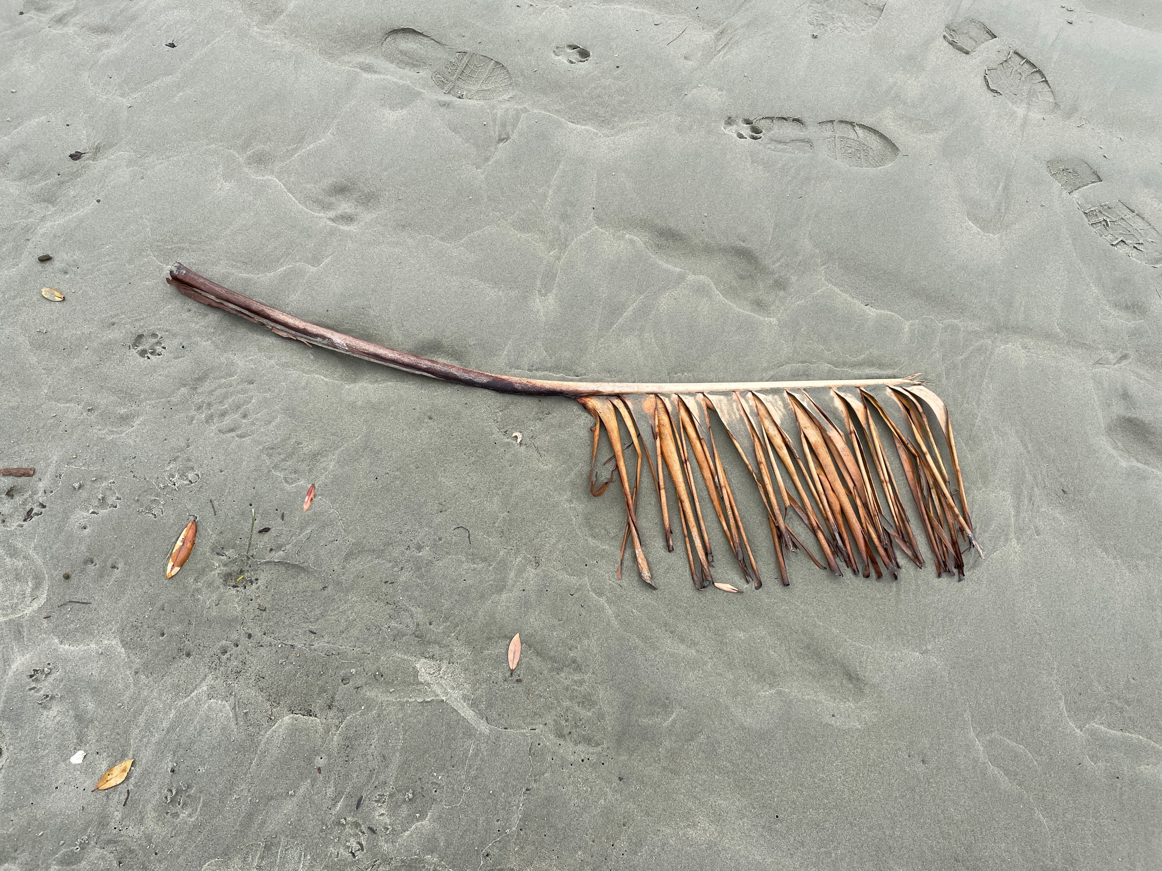 Fallen palm frond and footprints on wet coastal sand